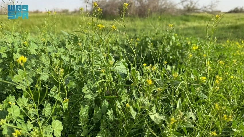 Where the desert turns green: Inside Umm Al-Asafeer’s post-rain transformation
