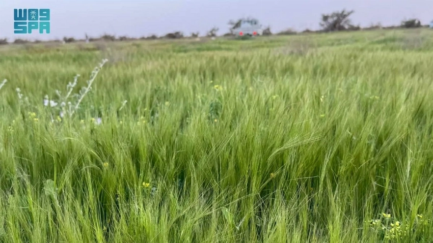 Where the desert turns green: Inside Umm Al-Asafeer’s post-rain transformation