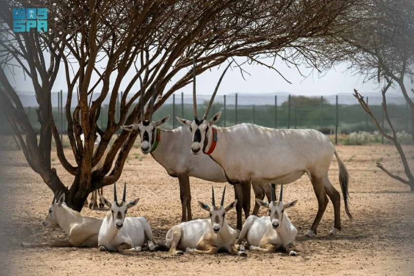 المها العربي يتعافى بعد عقود من جهود الحفظ السعودية