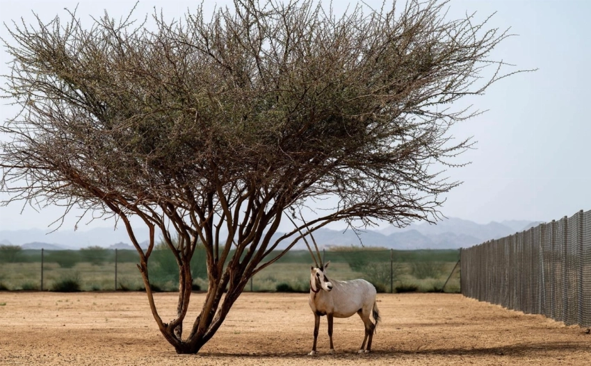 المها العربي يتعافى بعد عقود من جهود الحفظ السعودية