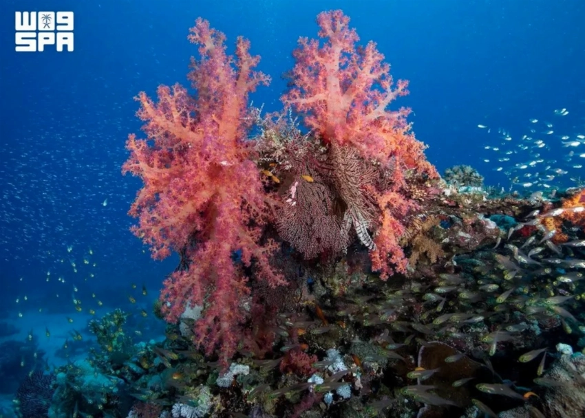 From the Red Sea to Asir, Saudi Arabia highlights its rich environmental diversity