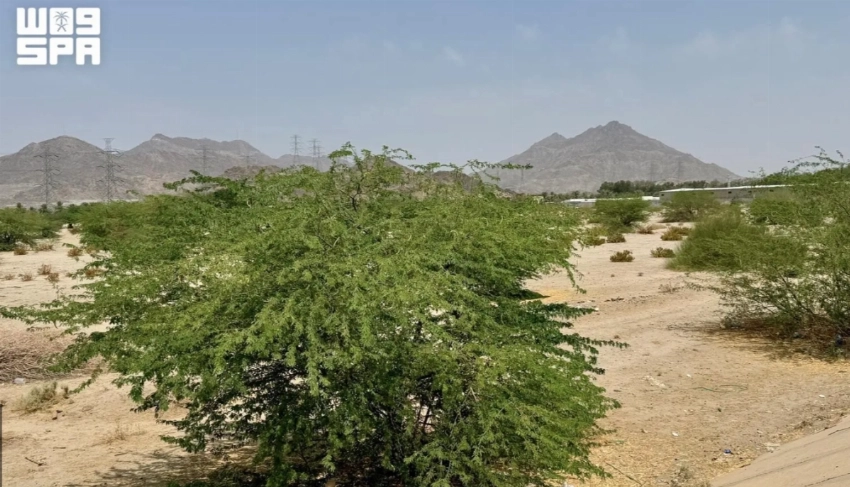 From the Red Sea to Asir, Saudi Arabia highlights its rich environmental diversity