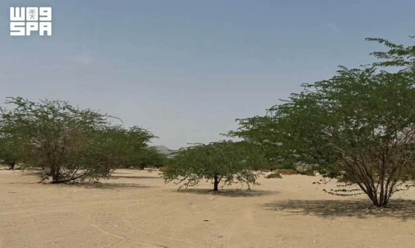 From the Red Sea to Asir, Saudi Arabia highlights its rich environmental diversity