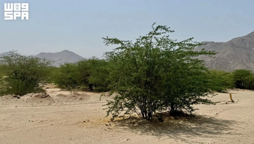 From the Red Sea to Asir, Saudi Arabia highlights its rich environmental diversity