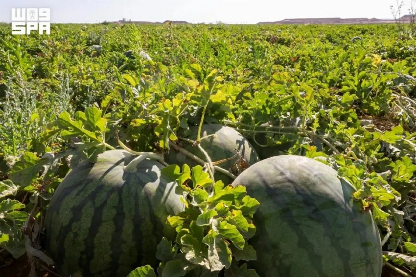يتصدر البطيخ إنتاج الفاكهة السعودية بما يتجاوز 620 ألف طن سنوياً