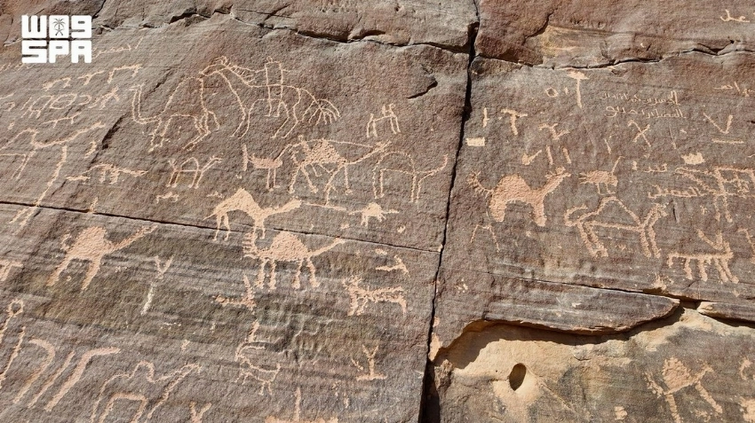 World Camel Day: How AlUla preserves the heritage of the ‘Ship of the Desert’