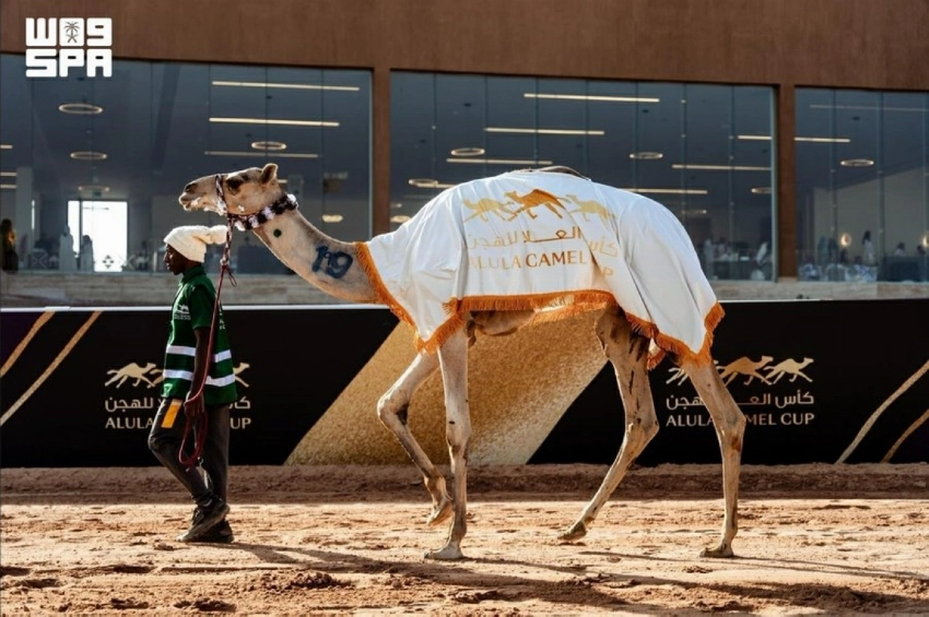 World Camel Day: How AlUla preserves the heritage of the ‘Ship of the Desert’