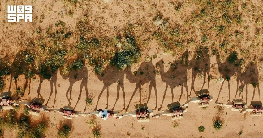 World Camel Day: How AlUla preserves the heritage of the ‘Ship of the Desert’