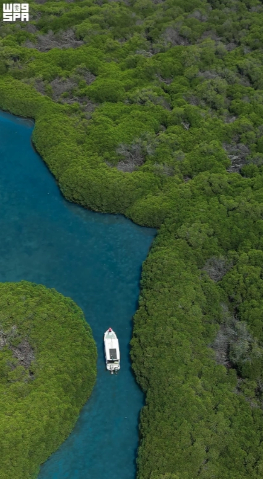 From mountains to mangroves: Exploring Jazan’s 71 forests