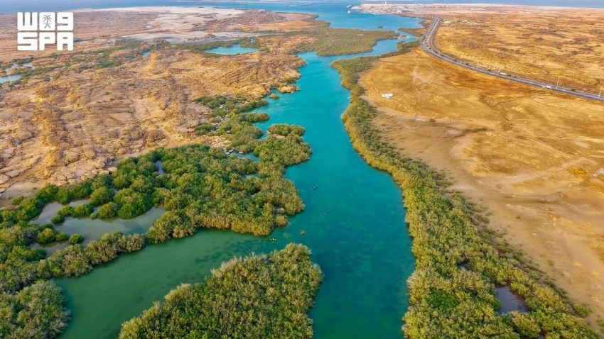 From mountains to mangroves: Exploring Jazan’s 71 forests