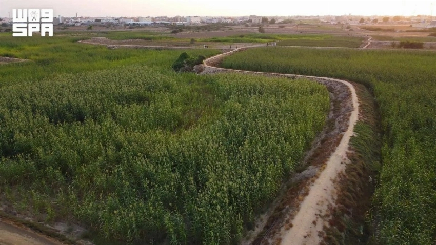 From mountains to mangroves: Exploring Jazan’s 71 forests