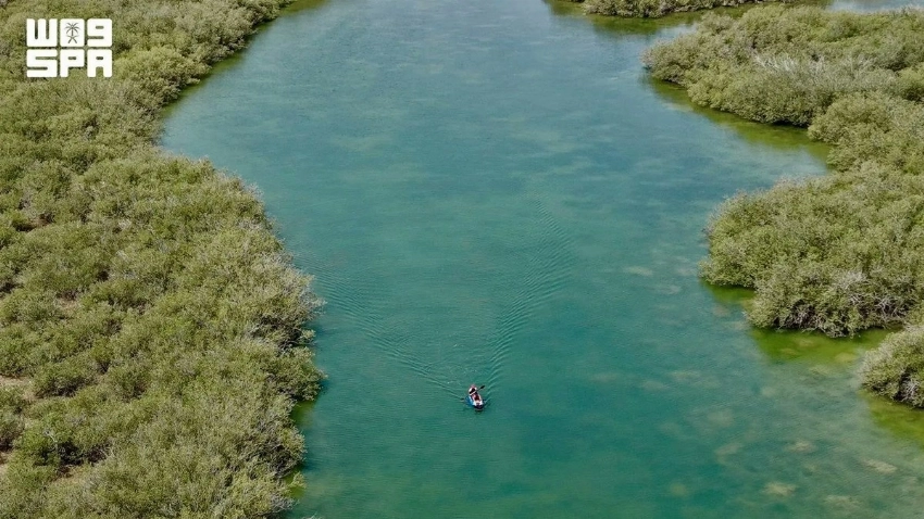 Jazan's thriving mangrove forests tell Saudi Arabia's conservation efforts