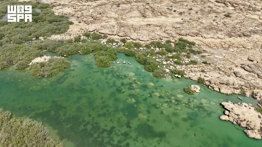 Jazan's thriving mangrove forests tell Saudi Arabia's conservation efforts