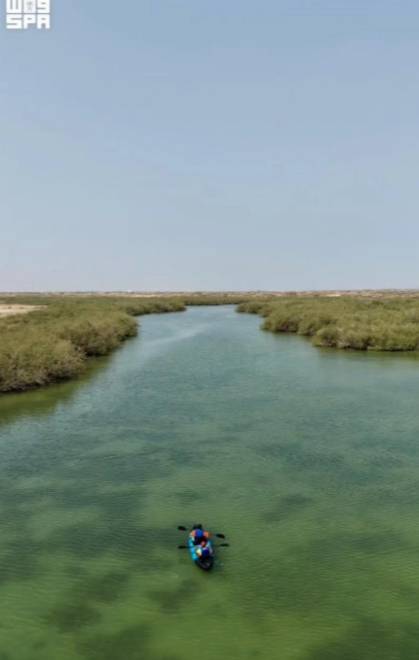 Jazan's thriving mangrove forests tell Saudi Arabia's conservation efforts