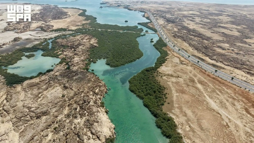 Jazan's thriving mangrove forests tell Saudi Arabia's conservation efforts