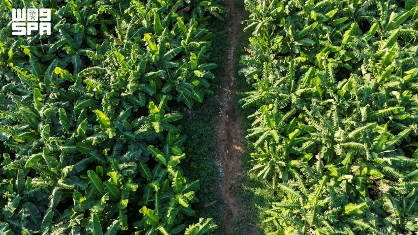 Jazan’s tropical harvest: A growing hub for mangoes, bananas and papayas