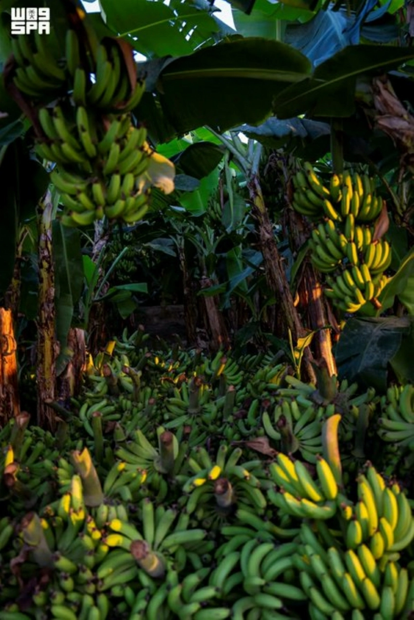 Jazan’s tropical harvest: A growing hub for mangoes, bananas and papayas