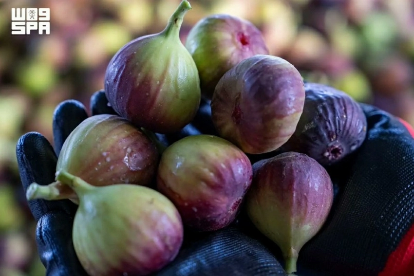 Jazan’s tropical harvest: A growing hub for mangoes, bananas and papayas