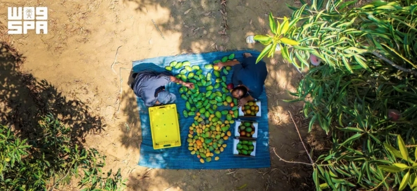 Jazan’s tropical harvest: A growing hub for mangoes, bananas and papayas