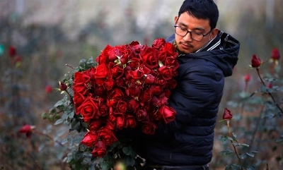 File Photo - A rose farmer is seen picking red roses at a nursery on the outskirts of Kathmandu, on Wednesday, February 12, 2020. Photo: Skanda Gautam/THT