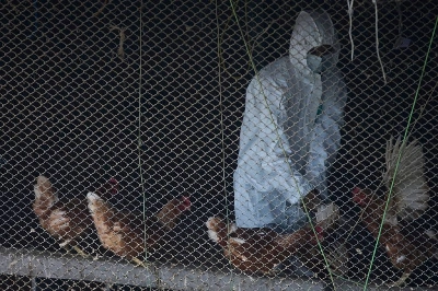 File - A member of a rapid response team from Nepal's Department of Livestock Services, wearing protective gear, culls fowls after authorities confirmed an outbreak of bird flu at a poultry farm in Bhaktapur, Nepal, Wednesday, June 24, 2026. Photo: AP Photo/Niranjan Shrestha