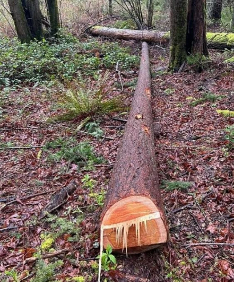 أشجار مقطوعة