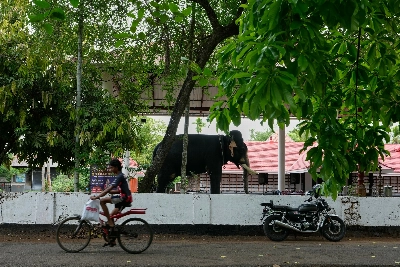 Robotic elephants draw crowds and controversy in some of India's Hindu temples