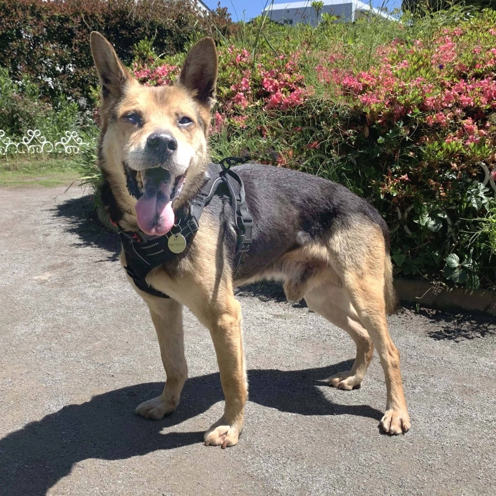Barley loves walks but isn't a huge fan of car rides.  Barley loves walks but isn't a huge fan of car rides.