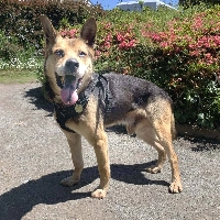 Barley loves walks but isn't a huge fan of car rides.  | YUKARI YAMAGUCHI