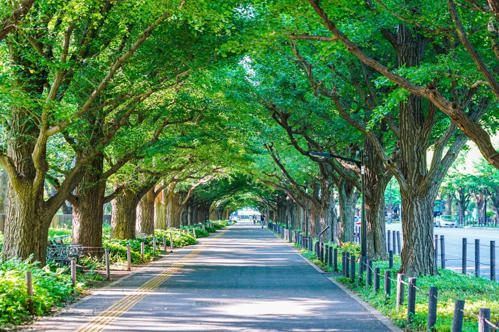 Jingu Gaien is a famous landmark, park and sports center in Minato Ward, Tokyo.  Jingu Gaien is a famous landmark, park and sports center in Minato Ward, Tokyo.