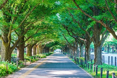 Jingu Gaien is a famous landmark, park and sports center in Minato Ward, Tokyo.  Jingu Gaien is a famous landmark, park and sports center in Minato Ward, Tokyo.