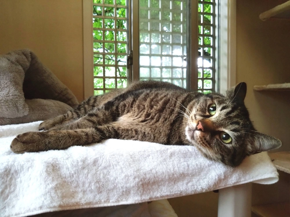 Junon used to be too timid to come out from his blanket. Now he loves to get a little attention.  Junon used to be too timid to come out from his blanket. Now he loves to get a little attention.
