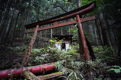 The color of a red torii gate in Bushidaira, Saitama Prefecture, still stands out against a vibrant green backdrop.  The color of a red torii gate in Bushidaira, Saitama Prefecture, still stands out against a vibrant green backdrop.