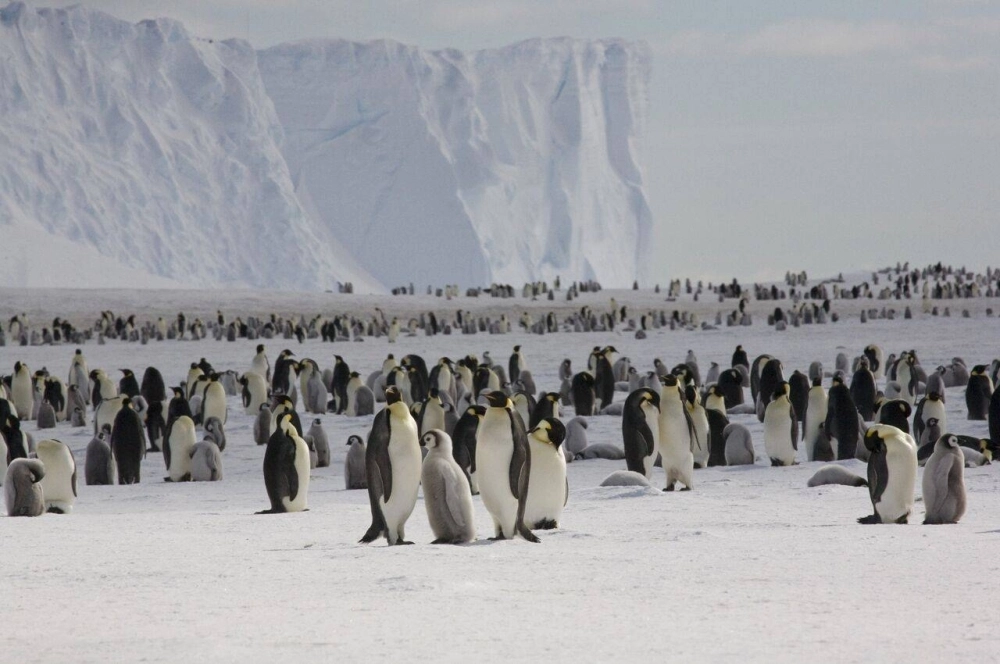 Emperor penguins need stable sea ice that’s firmly attached to the shore to breed and nurture their young. Emperor penguins need stable sea ice that’s firmly attached to the shore to breed and nurture their young.