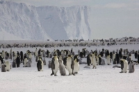 Emperor penguins need stable sea ice that’s firmly attached to the shore to breed and nurture their young. | Bloomberg