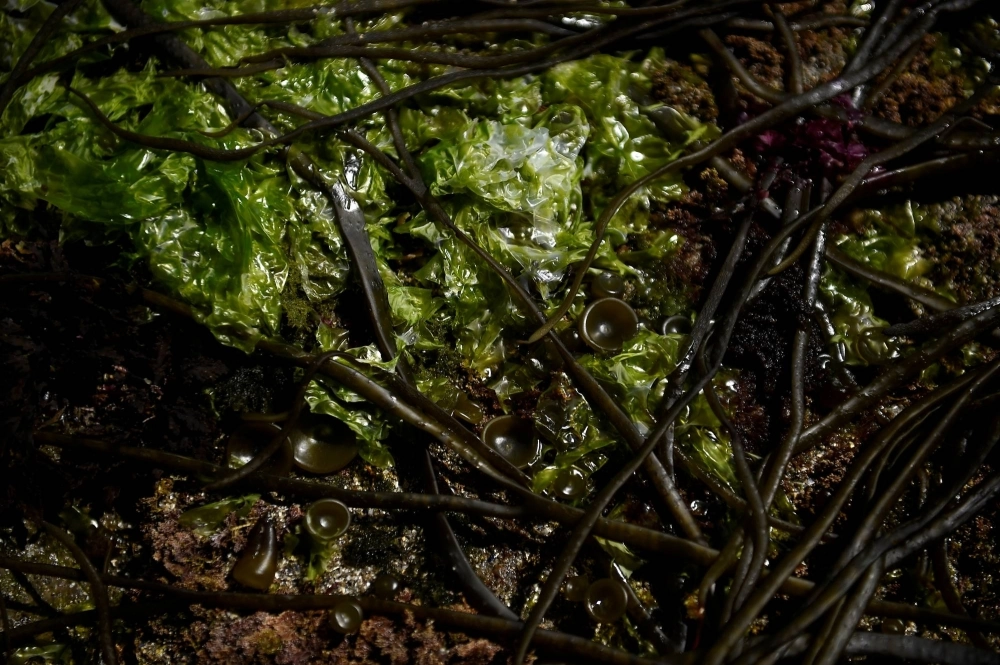 India has outlined ambitious plans to drastically ramp up and modernize its small-scale production of seaweed, hailed for its climate-friendly credentials and nutritional value. India has outlined ambitious plans to drastically ramp up and modernize its small-scale production of seaweed, hailed for its climate-friendly credentials and nutritional value.