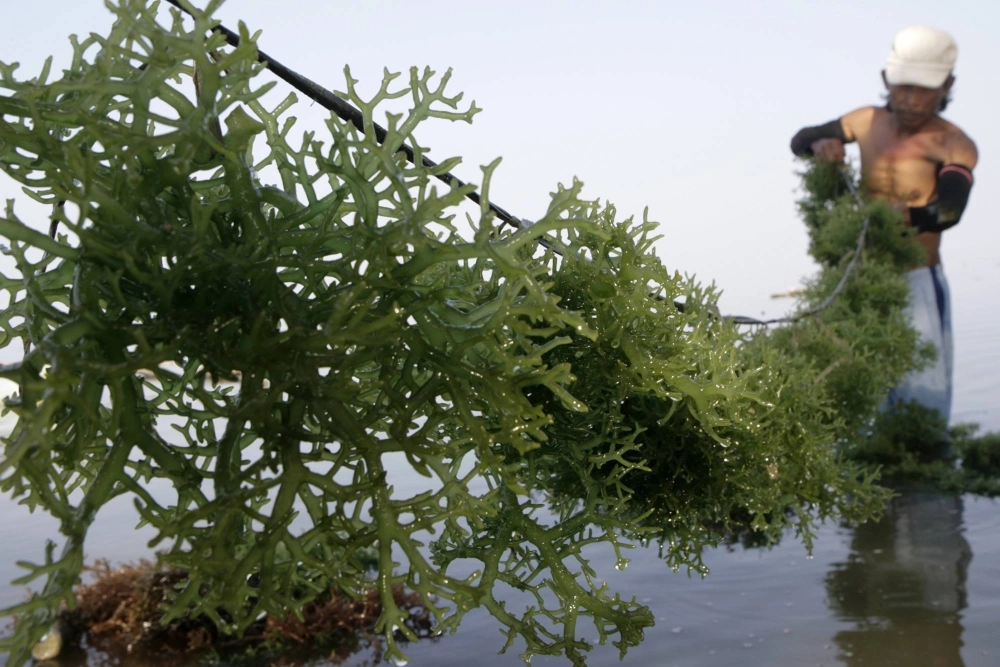 A farmer harvests seaweed off the waters of Calatagan, Batangas, south of Manila. Filipino seaweed experts envisage cultivating new species suitable for tropical countries and improving technologies that can help seaweed strains adapt to warming temperatures. A farmer harvests seaweed off the waters of Calatagan, Batangas, south of Manila. Filipino seaweed experts envisage cultivating new species suitable for tropical countries and improving technologies that can help seaweed strains adapt to warming temperatures.