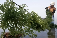 A farmer harvests seaweed off the waters of Calatagan, Batangas, south of Manila. Filipino seaweed experts envisage cultivating new species suitable for tropical countries and improving technologies that can help seaweed strains adapt to warming temperatures. | REUTERS