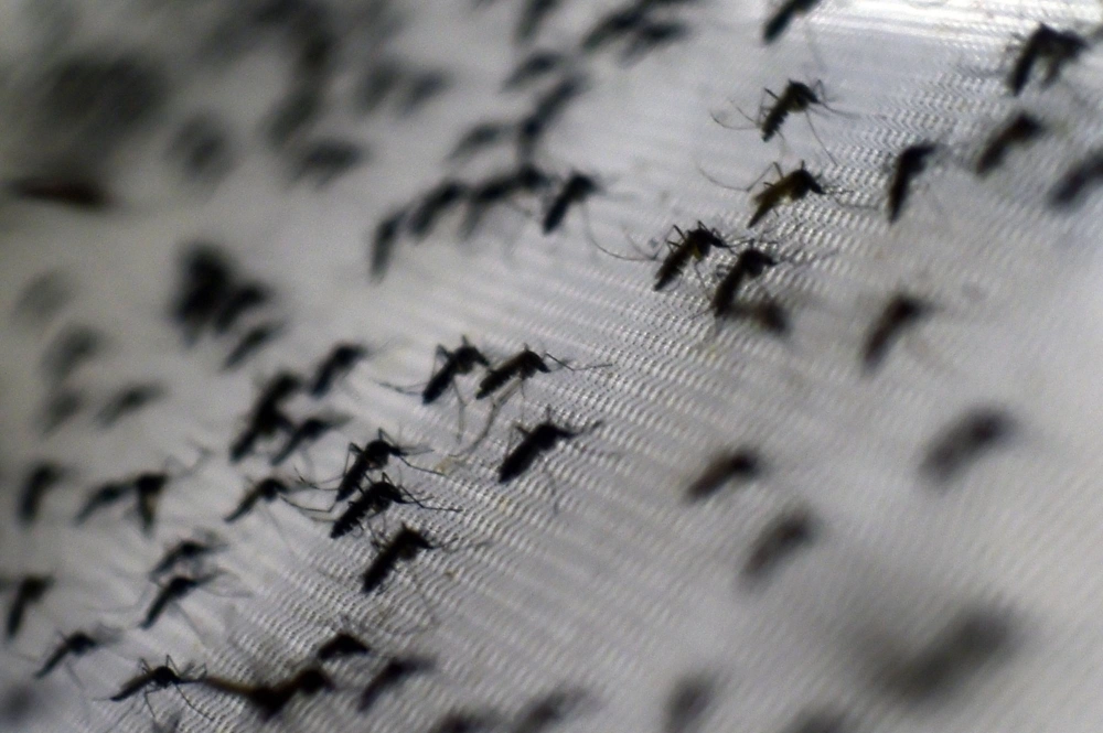 Vector-borne diseases — such as malaria, dengue, Zika, yellow fever and West Nile — are seen by WHO as an increased threat in Africa, potentially affecting over 800 million people, some 70% of the population. Vector-borne diseases — such as malaria, dengue, Zika, yellow fever and West Nile — are seen by WHO as an increased threat in Africa, potentially affecting over 800 million people, some 70% of the population.