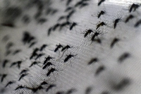 Vector-borne diseases — such as malaria, dengue, Zika, yellow fever and West Nile — are seen by WHO as an increased threat in Africa, potentially affecting over 800 million people, some 70% of the population. | Getty images / via Bloomberg