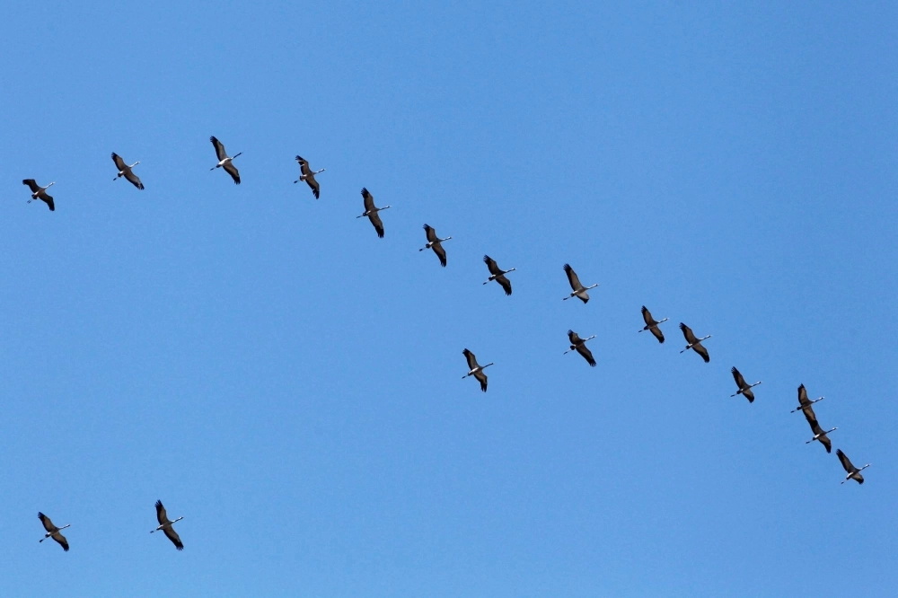 The long-distance carriers of West Nile are birds that receive the virus from bites by infected mosquitoes and then fly on their migratory routes, to be bitten once more by mosquitoes that then spread illness to people and other animals. The long-distance carriers of West Nile are birds that receive the virus from bites by infected mosquitoes and then fly on their migratory routes, to be bitten once more by mosquitoes that then spread illness to people and other animals.