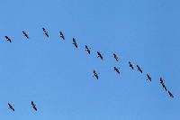 The long-distance carriers of West Nile are birds that receive the virus from bites by infected mosquitoes and then fly on their migratory routes, to be bitten once more by mosquitoes that then spread illness to people and other animals. | REUTERS