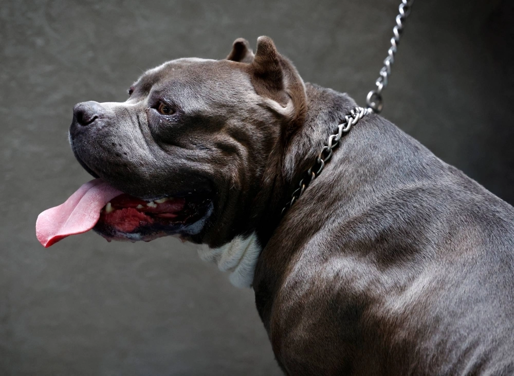 The XL bully dog is different than a normal pet. It is a symbol of fear, aggression and its muscular body and fierce countenance reflects this. The XL bully dog is different than a normal pet. It is a symbol of fear, aggression and its muscular body and fierce countenance reflects this.