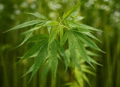 Leaves of marijuana plants from which hemp fibers are extracted at Japan's largest legal marijuana farm in Kanuma, Tochigi Prefecture, on July 5, 2016 Leaves of marijuana plants from which hemp fibers are extracted at Japan's largest legal marijuana farm in Kanuma, Tochigi Prefecture, on July 5, 2016