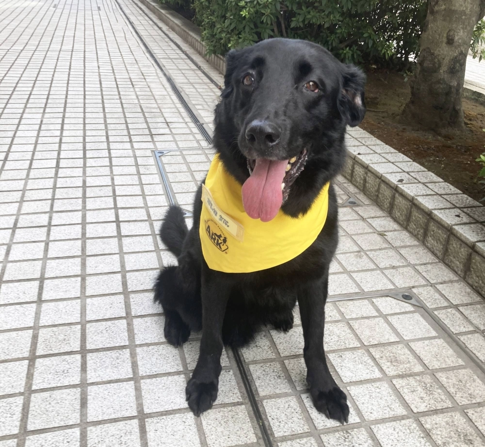 Oreo is a sweet dog who likes attention. He'll need a patient owner who can teach him new skills.  Oreo is a sweet dog who likes attention. He'll need a patient owner who can teach him new skills.