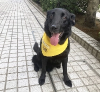 Oreo is a sweet dog who likes attention. He'll need a patient owner who can teach him new skills.  | HARUNA AKIYAMA