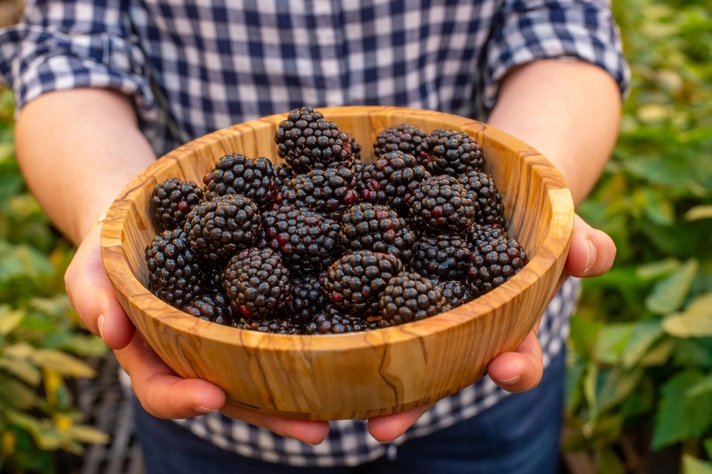 Blackberries from Pairwise, a company that uses gene-editing technology to create new breeds of plants, in Durham, North Carolina, on Sept. 13. Pairwise hopes to create a seedless blackberry that grows on compact, thorn-free bushes. Blackberries from Pairwise, a company that uses gene-editing technology to create new breeds of plants, in Durham, North Carolina, on Sept. 13. Pairwise hopes to create a seedless blackberry that grows on compact, thorn-free bushes.