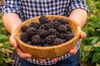 Blackberries from Pairwise, a company that uses gene-editing technology to create new breeds of plants, in Durham, North Carolina, on Sept. 13. Pairwise hopes to create a seedless blackberry that grows on compact, thorn-free bushes. | Kate Medley / The New York Times