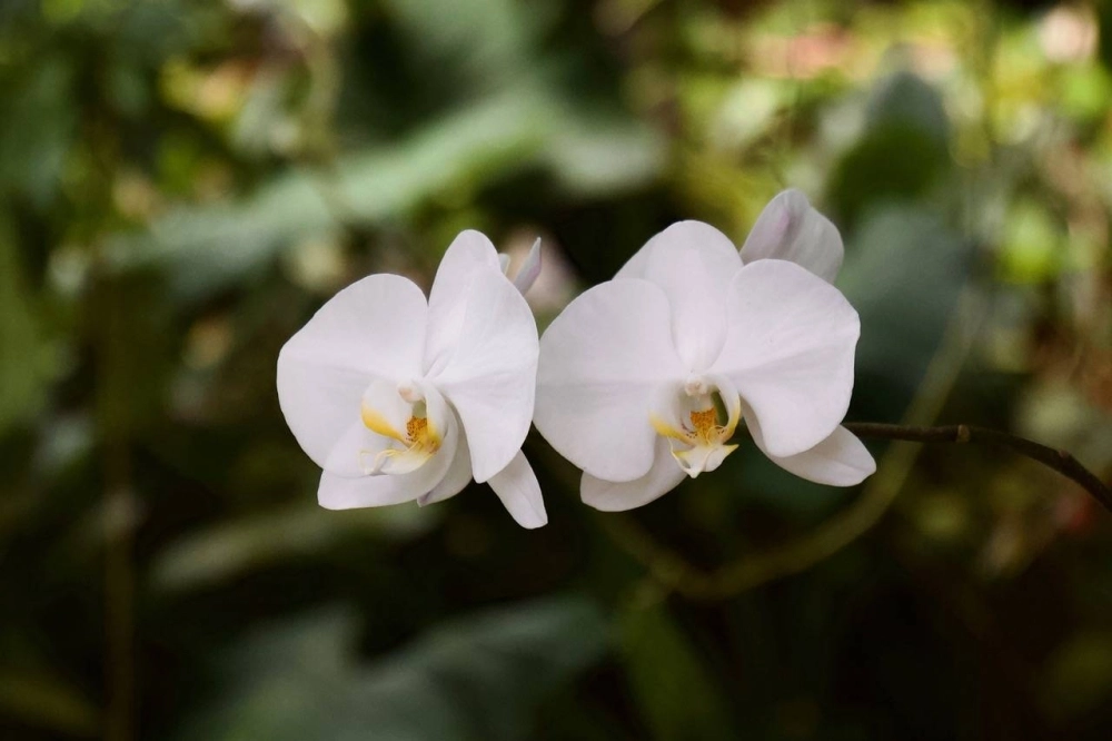 Japan has had a long love affair with orchids — the plants can be found throughout the country, including in the greenhouse of Shinjuku Gyoen National Garden. Japan has had a long love affair with orchids — the plants can be found throughout the country, including in the greenhouse of Shinjuku Gyoen National Garden.