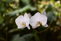 Japan has had a long love affair with orchids — the plants can be found throughout the country, including in the greenhouse of Shinjuku Gyoen National Garden. | Elizabeth Beattie